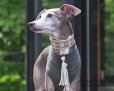 画像8: ”Leather collar キャンペーン！” Ribbon ガーデンライト