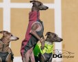 画像6: DG【Limited】JUMPER  IG/WP